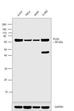 PLS3 Antibody in Western Blot (WB)