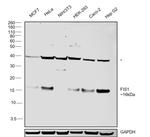 FIS1 Antibody in Western Blot (WB)