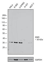 Emerin Antibody in Western Blot (WB)