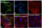 CD66e (CEA) Antibody in Immunocytochemistry (ICC/IF)