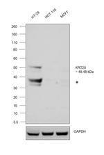 Cytokeratin 20 Antibody in Western Blot (WB)