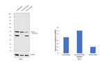 Cytokeratin 20 Antibody in Western Blot (WB)