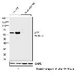 AFP Antibody in Western Blot (WB)