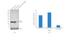 HSP27 Antibody in Western Blot (WB)