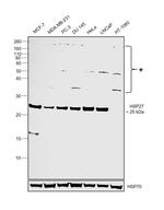 HSP27 Antibody in Western Blot (WB)