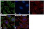 NME1 Antibody in Immunocytochemistry (ICC/IF)