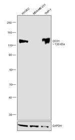 CD31 Antibody in Western Blot (WB)