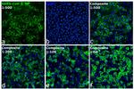 SARS/SARS-CoV-2 Nucleocapsid Antibody in Immunocytochemistry (ICC/IF)