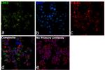 CD63 Antibody in Immunocytochemistry (ICC/IF)