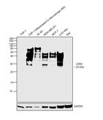 CD63 Antibody in Western Blot (WB)