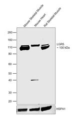 LGR5 Antibody