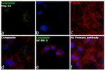 Lysozyme Antibody