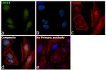 Chk1 Antibody in Immunocytochemistry (ICC/IF)