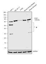 COX1 Antibody in Western Blot (WB)