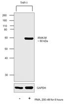 IRAK-M Antibody