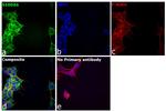 S100A6 Antibody in Immunocytochemistry (ICC/IF)