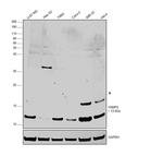 VAMP2 Antibody in Western Blot (WB)