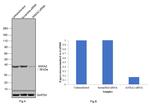 Annexin A2 Antibody in Western Blot (WB)