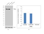 PIK3CD Antibody