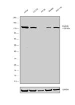 PIK3CD Antibody in Western Blot (WB)