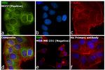 TFF1 Antibody