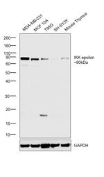 IKK epsilon Antibody in Western Blot (WB)