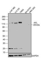 Axl Antibody in Western Blot (WB)