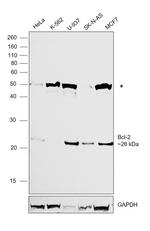 Bcl-2 Antibody in Western Blot (WB)