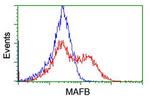 MAFB Antibody in Flow Cytometry (Flow)