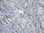 MAFB Antibody in Immunohistochemistry (Paraffin) (IHC (P))