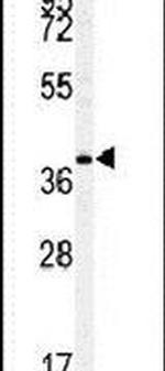 c-MAF Antibody in Western Blot (WB)