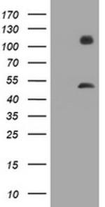 MAGEA3 Antibody in Western Blot (WB)