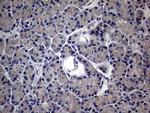 MAK Antibody in Immunohistochemistry (Paraffin) (IHC (P))