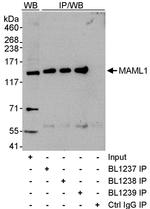 MAML1 Antibody in Western Blot (WB)