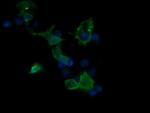 MAP2K3 Antibody in Immunocytochemistry (ICC/IF)