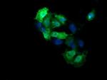 MAP2K3 Antibody in Immunocytochemistry (ICC/IF)