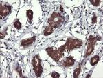 MAP2K3 Antibody in Immunohistochemistry (Paraffin) (IHC (P))