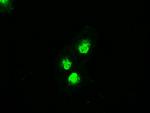 MAP2K4 Antibody in Immunocytochemistry (ICC/IF)