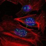 MEKK2 Antibody in Immunocytochemistry (ICC/IF)