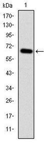 MEKK2 Antibody in Western Blot (WB)