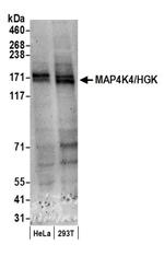 MAP4K4/HGK Antibody in Western Blot (WB)