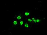 MAPK1 Antibody in Immunocytochemistry (ICC/IF)