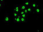 MAPK1 Antibody in Immunocytochemistry (ICC/IF)