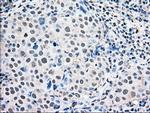 MAPK1 Antibody in Immunohistochemistry (Paraffin) (IHC (P))