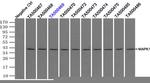 MAPK1 Antibody in Immunoprecipitation (IP)