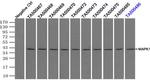 MAPK1 Antibody in Immunoprecipitation (IP)