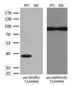 MAPK1 Antibody in Western Blot (WB)