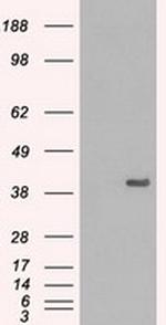 MAPK1 Antibody in Western Blot (WB)