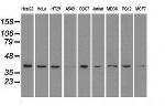 MAPK1 Antibody in Western Blot (WB)