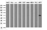 MAPK13 Antibody in Western Blot (WB)